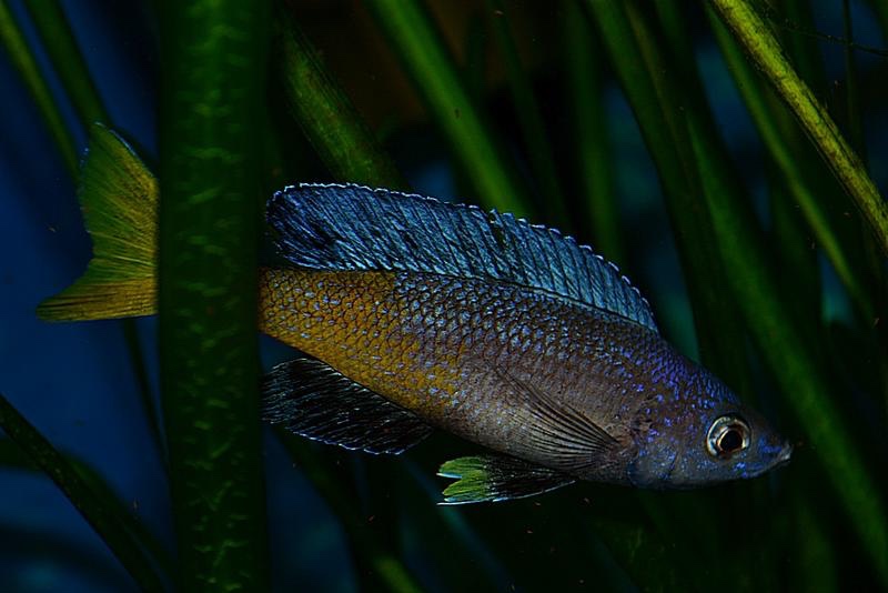 Cyprichromis sp. 'brilliant jumbo' Kitumba